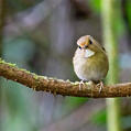 Rufous-browed Flycatcher