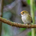 Rufous-browed Flycatcher