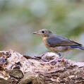 Siberian Blue Robin