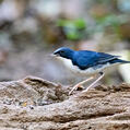 Siberian Blue Robin