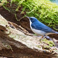 Siberian Blue Robin