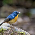 Snowy-browed Flycatcher