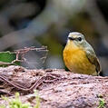 Snowy-browed Flycatcher