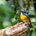 Snowy-browed Flycatcher