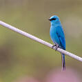 Verditer Flycatcher