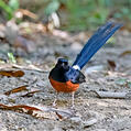 White-rumped Shama