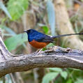 White-rumped Shama