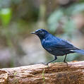 White-tailed Robin