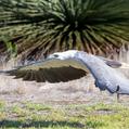 White-bellied Sea Eagle