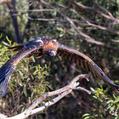 Wedge-tailed Eagle