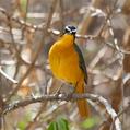 White-browed Robin-Chat