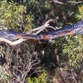 Wedge-tailed Eagle