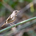 White-throated Rock Thrush