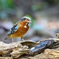 White-throated Rock Thrush