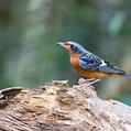 White-throated Rock Thrush