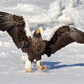 Steller's Sea Eagle