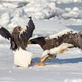 Steller's Sea Eagle