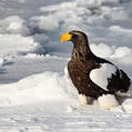 Steller's Sea Eagle