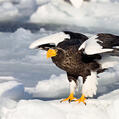 Steller's Sea Eagle