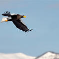 Steller's Sea Eagle