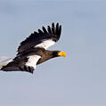 Steller's Sea Eagle