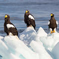 Steller's Sea Eagle