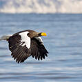 Steller's Sea Eagle