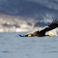 Steller's Sea Eagle