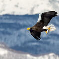 Steller's Sea Eagle