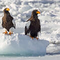 Steller's Sea Eagle