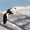 Steller's Sea Eagle