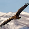 White-tailed Eagle