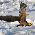 White-tailed Eagle