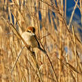 Bull-headed Shrike