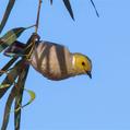 White-plumed Honeyeater