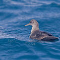 Sooty Shearwater