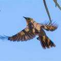 White-plumed Honeyeater