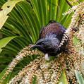 Tui