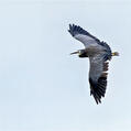 White-faced Heron