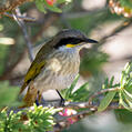 Singing Honeyeater