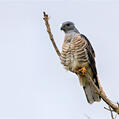 African Cuckoo-Hawk