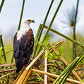 African Fish Eagle