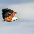 African Fish Eagle