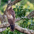 African Harrier-Hawk