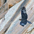 African Hawk-Eagle