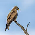 Black Kite