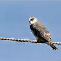 Black-winged Kite