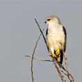 Black-winged Kite