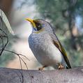 Yellow-throated Miner