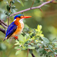 Malachite Kingfisher (Corythornis cristatus)